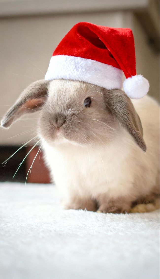 Królik w stroju mikołaja Królik